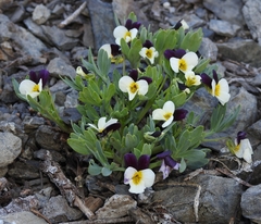 Viola hallii