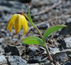 Fritillaria glauca