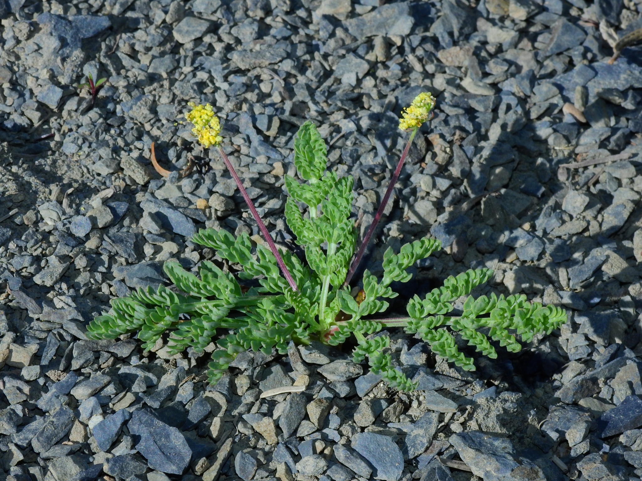 Lomatium ciliolatum