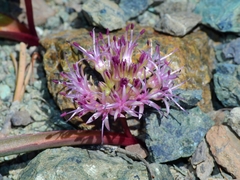 Allium hoffmanii
