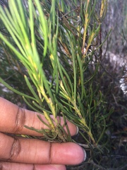 Serruria linearis