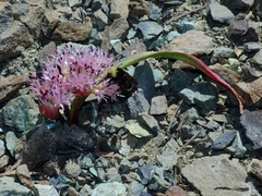 Allium hoffmanii