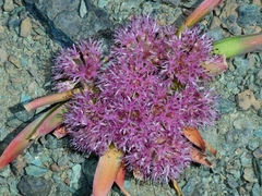 Allium hoffmanii