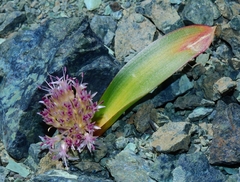 Allium hoffmanii