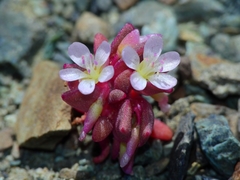 Claytonia saxosa