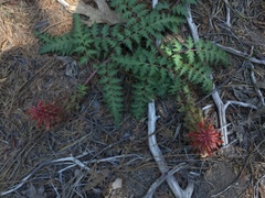 Pedicularis densiflora