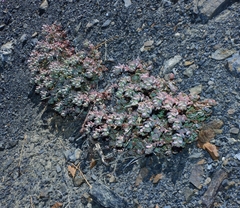 Sedum flavidum