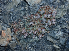 Sedum flavidum