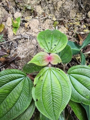 Miconia vallartensis