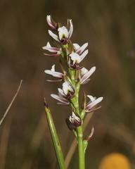 Prasophyllum suttonii