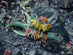Fritillaria glauca