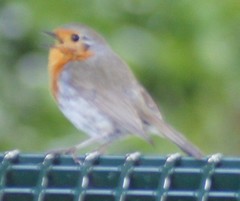 Erithacus rubecula