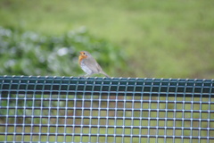 Erithacus rubecula
