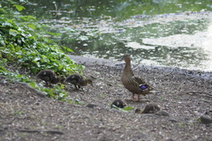 Anas platyrhynchos