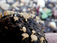 Hymenoscyphus serotinus