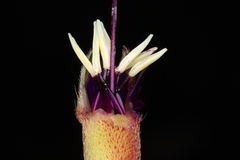 Brachyotum campanulare