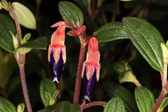 Brachyotum campanulare