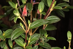 Brachyotum campanulare