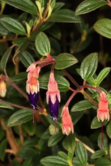 Brachyotum campanulare
