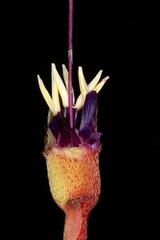 Brachyotum campanulare
