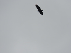 Spilornis cheela