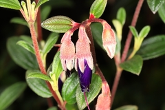 Brachyotum campanulare