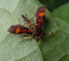Aethaloessa