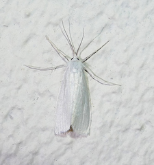 Rupela tinctella