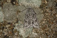 Acronicta auricoma