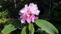 Rhododendron macrophyllum