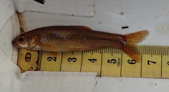 Enteromius motebensis