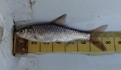 Labeobarbus marequensis