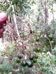 Solanum madagascariense image