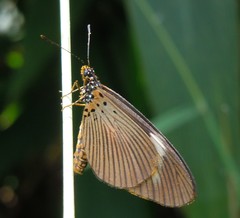 Acraea jodutta