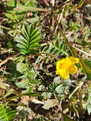 Argentina anserina