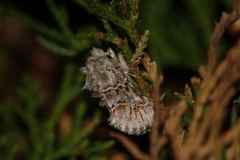 Cleonymia baetica