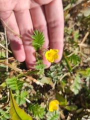 Argentina anserina