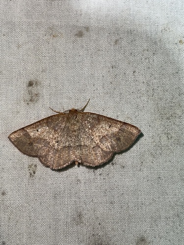 Angled Metarranthis Moth photo 2