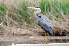 Ardea cinerea