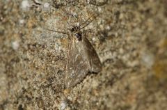 Evergestis frumentalis