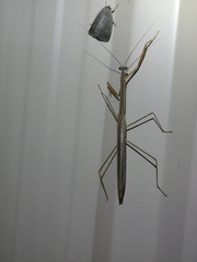 Tenodera blanchardi