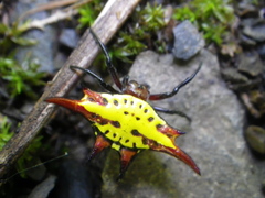 Gasteracantha versicolor