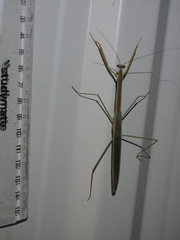 Tenodera blanchardi
