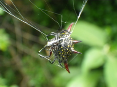 Gasteracantha versicolor