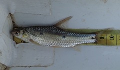 Enteromius trimaculatus