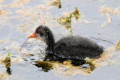 Fulica atra