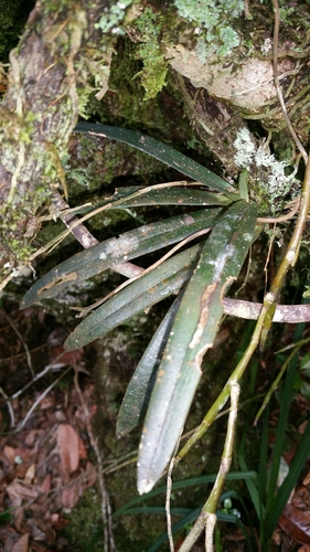 Aeranthes strangulata Frapp. ex Cordem. 4