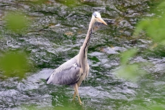 Ardea cinerea