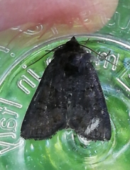 Oligia latruncula