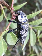 Capnodis